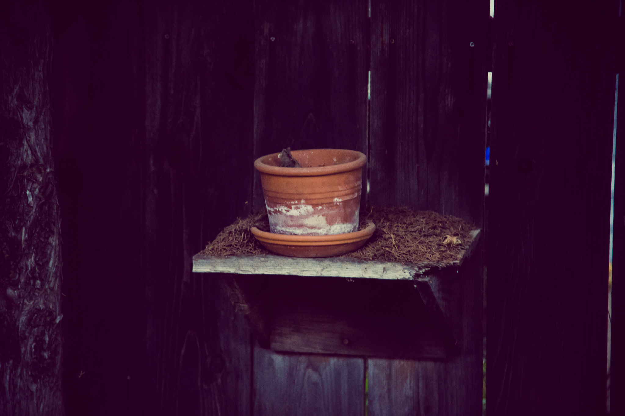 empty flower pot [Day 2101] Brian J. Matis Photography